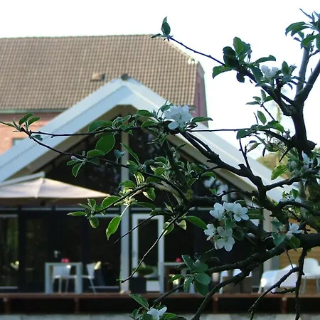 Rosa Arvensis Lottum