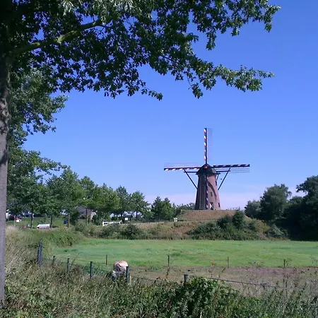 Rosa Arvensis Lottum