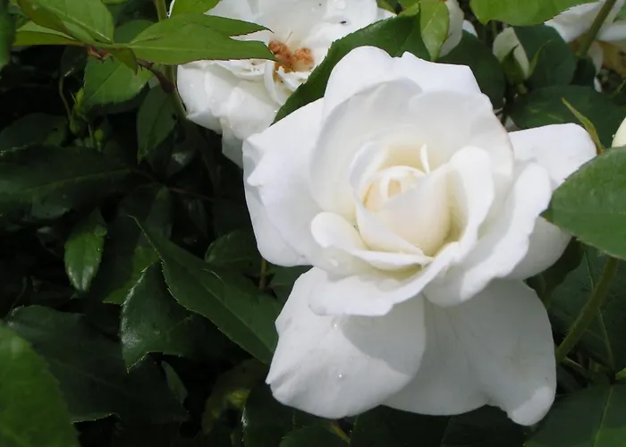 Bed and breakfast Rosa Arvensis 4*