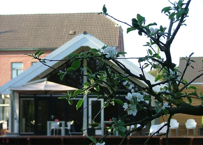 Rosa Arvensis Lottum