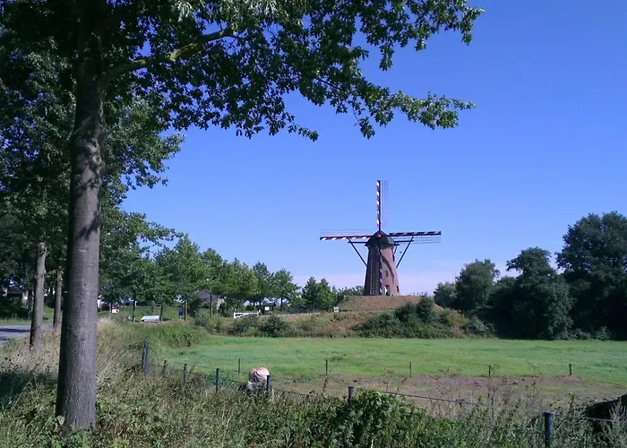 Rosa Arvensis Lottum